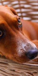 Animals,Dog,Basket,Expectation,Waiting,Fear,Dachshund