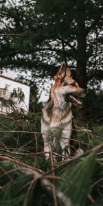 Animals,Dog,Branches,Pet,Fir,Spruce,Protruding Tongue,Tongue Stuck Out,German Shepherd