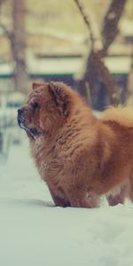 Animaux,Chow Chow,Neige,Chien