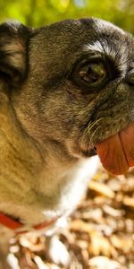 Animals,Dog,Collar,Tongue,Language,Pug