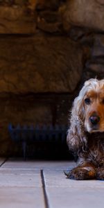 Animals,Dog,English Cocker Spaniel,Cocker Spaniel