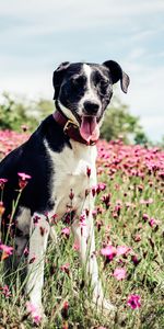 Domaine,Lévrier Français Blanc Et Noir,Français Chien Blanc Et Noir,Chien,Champ,Animaux,Fleurs