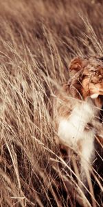 Animals,Dog,Field,Friend,Wind