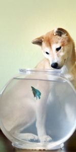 Louche,Animaux,Chien,Petit Poisson,Aquarium