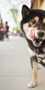 Ciudad,Lengüetada,Lame Tus Labios,Animales,Perro,Calle