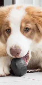 Animals,Dog,Muzzle,Australian Shepherd,Aussie