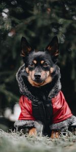 Animals,Dog,Muzzle,Blur,Smooth,Jacket