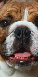 Animals,Dog,Muzzle,Boxer,Brown