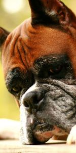 Animals,Dog,Muzzle,Boxer,Evil