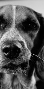 Animals,Dog,Muzzle,Bw,Ears,Chb