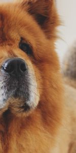 Animals,Dog,Muzzle,Chow Chow