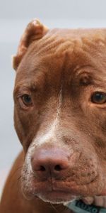 Animals,Dog,Muzzle,Collar,American Pitbull,American Pit Bull