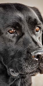 Animals,Dog,Muzzle,Collar,Black Dog