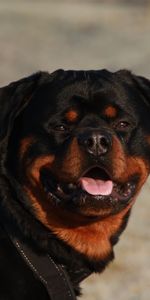 Rottweiler,Animales,Perro,Bozal,Collar,Cuello