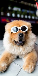 Museau,Muselière,Lunettes,Chow Chow,Animaux,Refroidir,Frais,Chien