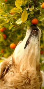 Mandarines,Muselière,Branche,Museau,Curiosité,Animaux,Chien