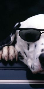 Muselière,Dalmatien,Des Lunettes De Soleil,Dalmate,Animaux,Museau,Lunettes De Soleil,Chien