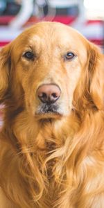 Animals,Dog,Muzzle,Golden Retriever