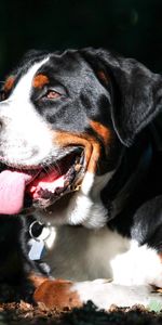 Animals,Dog,Muzzle,Greater Swiss Mountain Dog,Great Swiss Zennenhund