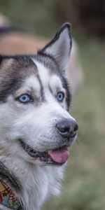 Animals,Dog,Muzzle,Husky,Collar