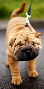 Animales,Perro,Bozal,Correa,Pliegues,Plisar,Cachorro,Shar Pei