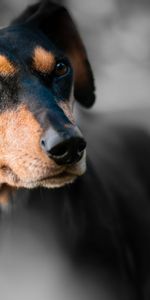 Animals,Dog,Muzzle,Miniature Pinscher,Dwarf Pincher