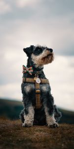 Animals,Dog,Muzzle,Miniature Schnauzer,Cergschnauzer,Focus