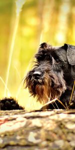 Animals,Dog,Muzzle,Miniature Schnauzer,Cergschnauzer,Schnauzer