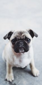 Animals,Dog,Muzzle,Nice,Sweetheart,Puppy,Pug