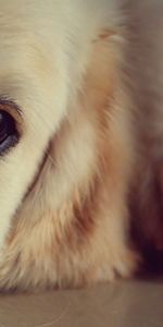 Animals,Dog,Muzzle,Nose,Eyes