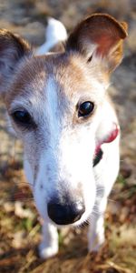 Animals,Dog,Muzzle,Nose,Foliage