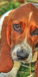 Animals,Dog,Muzzle,Opinion,Sight,Basset