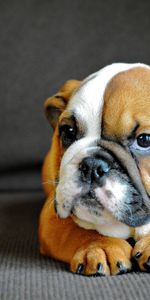 Bulldog Anglais,Animaux,Museau,Muselière,Vue,Opinion,Bouledogue Anglais,Chiot,Chien