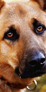 Animals,Dog,Muzzle,Opinion,Sight,Sorrow,Sadness