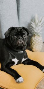 Animals,Dog,Muzzle,Pet,Pug,Funny