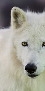 Animals,Dog,Muzzle,Polar Wolf