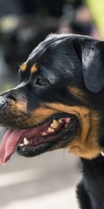 Animaux,Muselière,Rottweiler,Museau,Profil,Chien