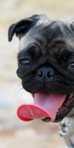 Animals,Dog,Muzzle,Protruding Tongue,Tongue Stuck Out,Pug