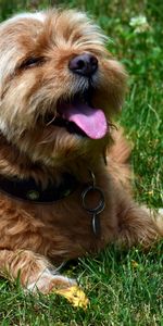 Animals,Dog,Muzzle,Protruding Tongue,Tongue Stuck Out,Terrier