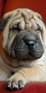 Animals,Dog,Muzzle,Puppy,Shar Pei