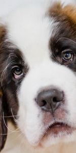 Animals,Dog,Muzzle,Puppy,St Bernard,Saint Bernard