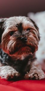 Animales,Perro,Bozal,Yorkshire Terrier,Cachorro