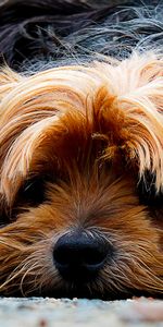 Muselière,Hirsute,Museau,Animaux,Yorkshire Terrier,Chien