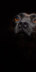 Animals,Dog,Muzzle,Sight,Opinion,Dark