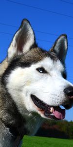 Animals,Dog,Muzzle,Sight,Opinion,Husky