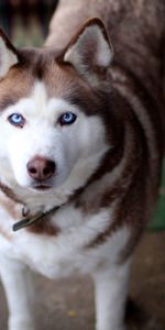 Animals,Dog,Muzzle,Sight,Opinion,Husky,Haska