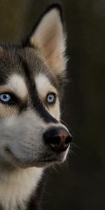 Animals,Dog,Muzzle,Sight,Opinion,Husky,Haska