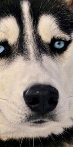 Perro,Visión,Fornido,Ojos Azules,De Ojos Azules,Animales,Bozal,Haska,Opinión