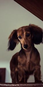 Animals,Dog,Muzzle,Sight,Opinion,Ladder,Stairs,Dachshund