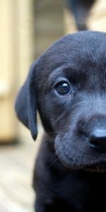 Animals,Dog,Muzzle,Sight,Opinion,Puppy,Labrador